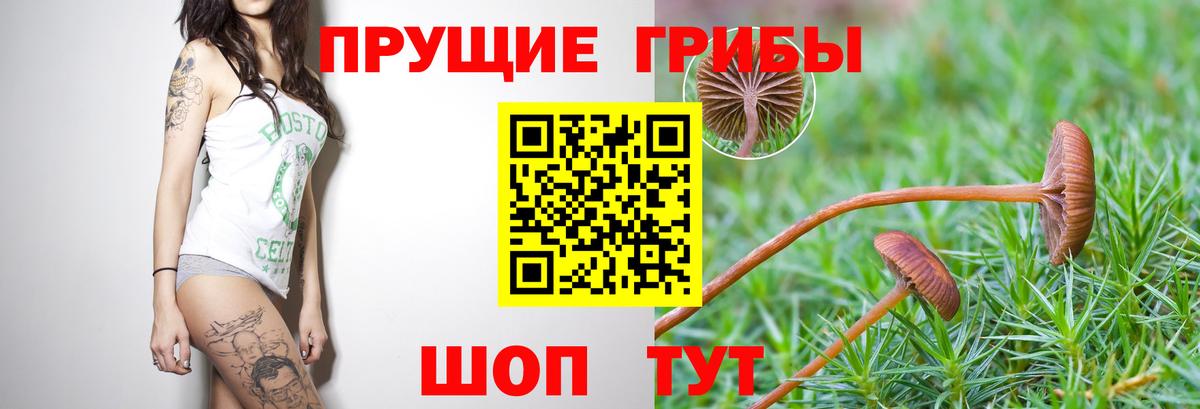 Галлюциногенные грибы GOLDEN TEACHER Ивантеевка